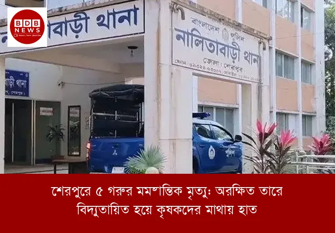 শেরপুরে ৫ গরুর মর্মান্তিক মৃত্যু: অরক্ষিত তারে বিদ্যুতায়িত হয়ে কৃষকদের মাথায় হাত